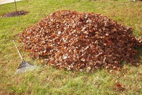 Snow & leaves